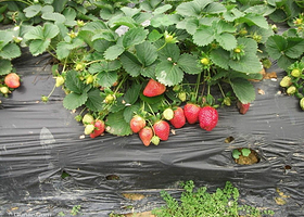 上海金瓶草莓园