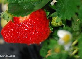 香远益清草莓园