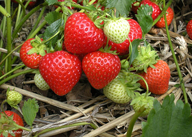 上海胜利草莓园