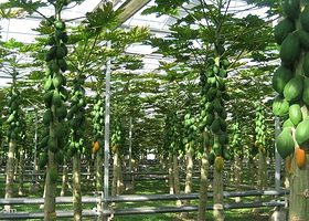 富力泉农家乐果园