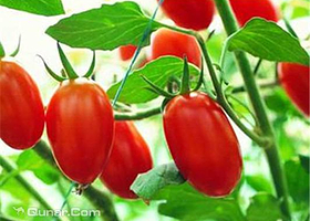 欲信达蔬菜采摘园