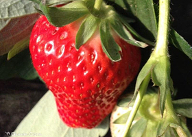 水堰有机草莓园