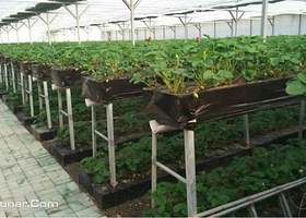 旅顺99号草莓立体采摘园