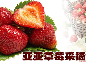 亚亚草莓采摘基地
