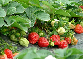 小汤生态农业逸趣园