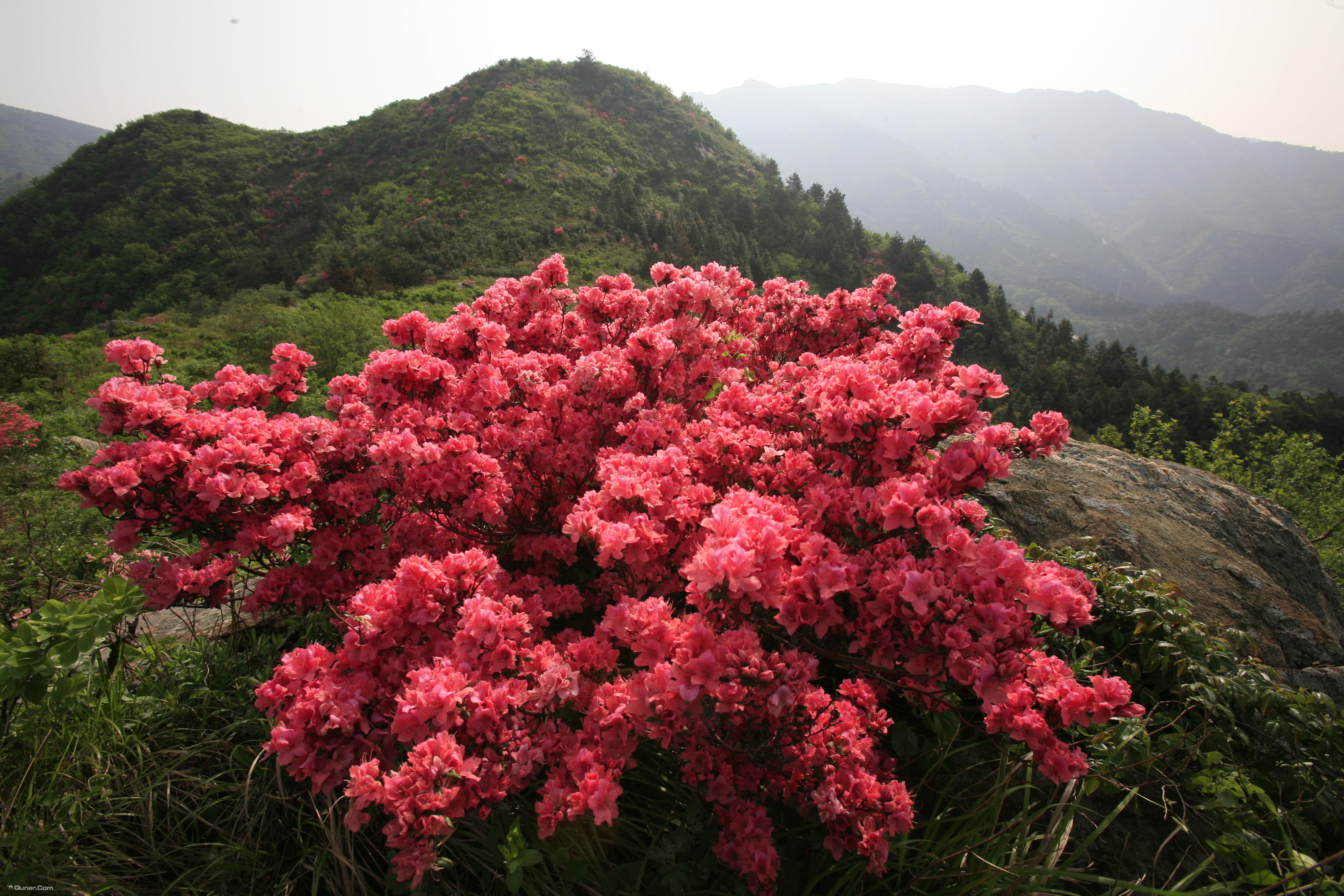 武汉周边赏花赏叶旅游_武汉推荐地点_中国周非营利登记注册组织武汉全攻略图片