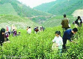 东山常姑娘家采茶体验