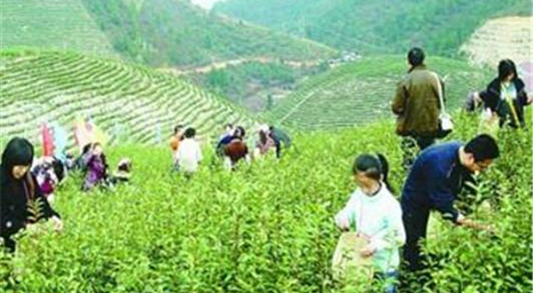 东山常姑娘家采茶体验