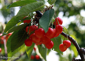 长清纸坊大樱桃