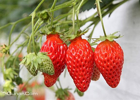 绿之园生态休闲观光园