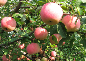 春林苹果采摘园