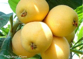 洞庭山半岛茶人农场