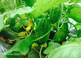 小老洼生态果蔬采摘园