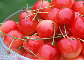 长清裴家园樱桃采摘