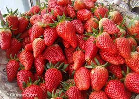 格林生态草莓园