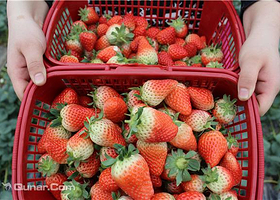 绿色草莓采摘基地