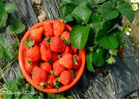 德丰草莓采摘园