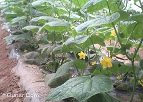 青牛山莊生态园