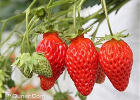 上海苏民草莓园