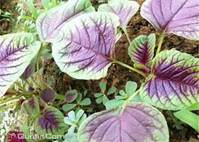 杨建威果蔬基地