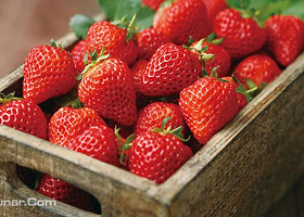 老张草莓种植园