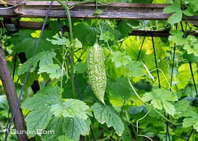 丽源绿色生态农业观光园