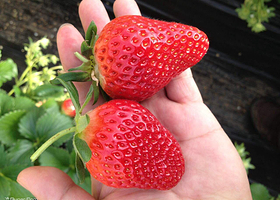 树友草莓采摘基地