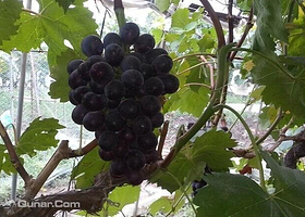正社葡萄种植基地