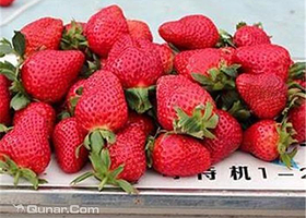 杨任旺草莓园