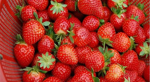 益群草莓