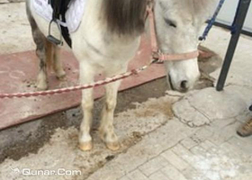 青少年马术培训中心