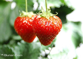 大马杓泽鑫草莓采摘基地