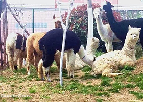 月亮湾羊驼嘉年华