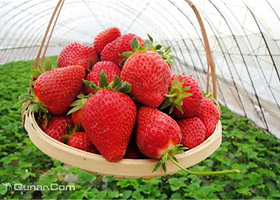 颜香草莓采摘园