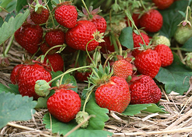 丁丁草莓采摘园