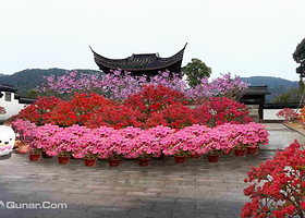 湘湖首届百年映山红花展