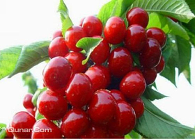 五峰山大樱桃南西石采摘基地