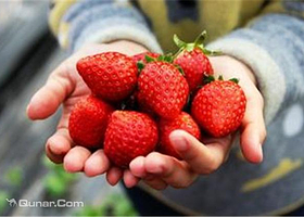 溪河冬草莓采摘基地