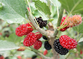 泰岳农庄采摘园