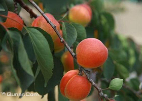 少山大红杏采摘园