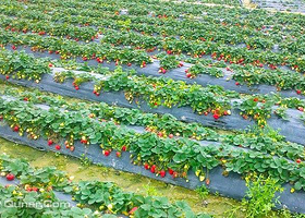 东坡草莓采摘园