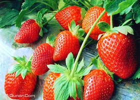 泽鑫完莓无瑕草莓采摘园