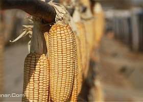 草莓家有机生态基地