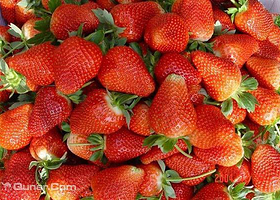 栖贤谷农业生态园草莓采摘