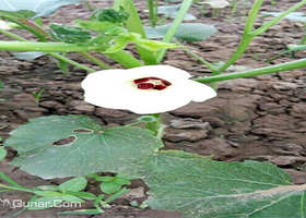 上海捷农蔬果种植专业合作社