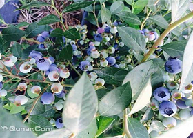 九龙湖开心农场