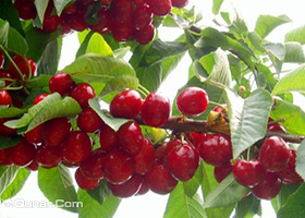 崂山北宅毕家北山昌盛樱桃园