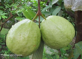 麻涌鑫田果园番石榴采摘