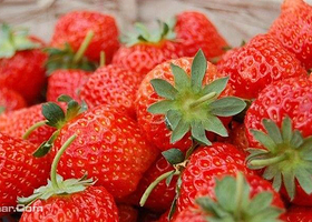 河东农家乐草莓采摘园