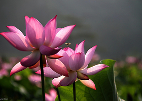 广西平果布镜湖•荷莲世界